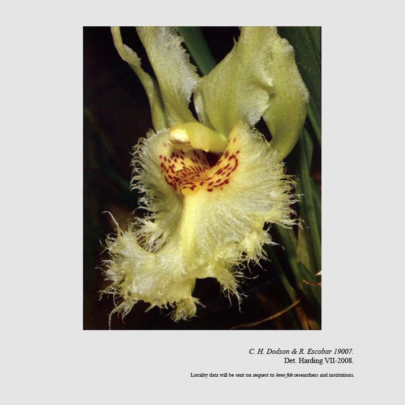 Chondroscaphe dabeibaensis